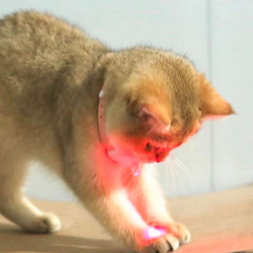 Interactive Cat Laser Collar Toy - smartease